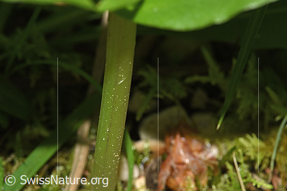 Photo: Listera ovata. Stem below the two leaves. The stem is angular and not hairy.