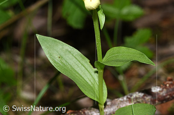 Foto: Weisses Waldvögelein (Cephalanthera damasonium). Stängel und Blätter.