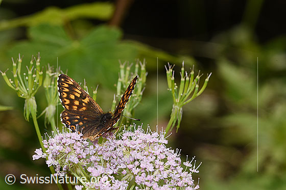 Foto: Schlüsselblumen-Würfelfalter (Hamearis lucina) auf Gebirgs-Kälberkropf (Chaerophyllum hirsutum). Flügel halb geöffnet. Ansicht von seitlich hinten.