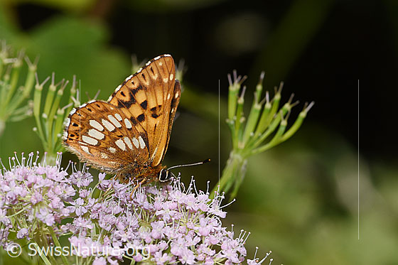 Foto: Schlüsselblumen-Würfelfalter (Hamearis lucina) auf Gebirgs-Kälberkropf (Chaerophyllum hirsutum). Flügel geschlossen. Ansicht von der Seite.