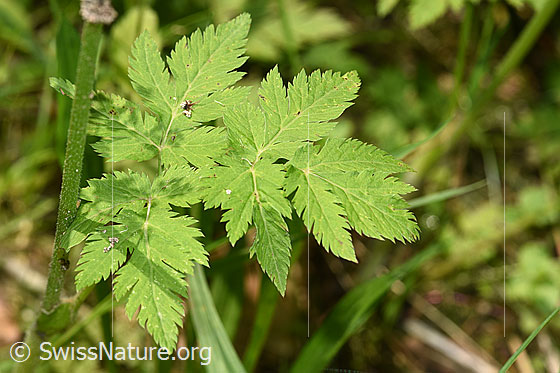 Foto: Gebirgs-Kälberkropf (Chaerophyllum hirsutum). Blätter.