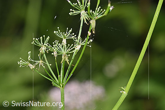 Foto: Gebirgs-Kälberkropf (Chaerophyllum hirsutum). Blütendolde. 