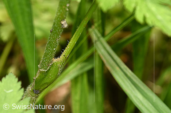 Foto: Gebirgs-Kälberkropf (Chaerophyllum hirsutum). Stängel.