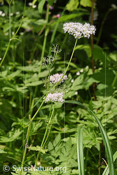 Foto: Gebirgs-Kälberkropf (Chaerophyllum hirsutum). Ganze Pflanze (Habitus). Höhe: 58cm.