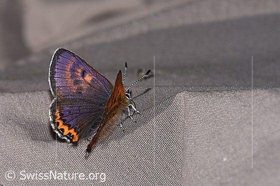 Foto: Blauschillernder Feuerfalter (Lycaena helle). Flügel halb geöffnet. Ansicht von seitlich hinten oben.