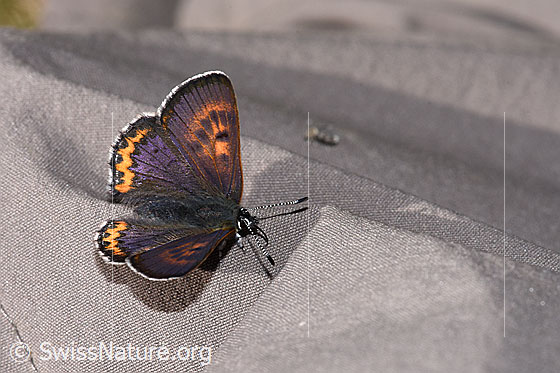 Photo: Lycaena helle. Wings open. View from diagonally above.