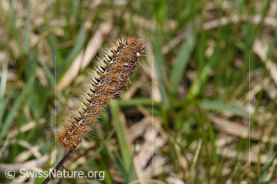 Foto: Raupe des Eichenspinners (Lasiocampa quercus). Länge: 4cm. Ansicht von der Seite.