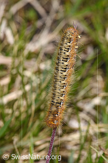 Foto: Raupe des Eichenspinners (Lasiocampa quercus). Länge: 40mm. Ansicht von oben.