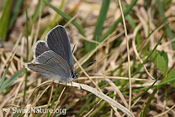 Foto: Zwerg-Bläuling (Cupido minimus). Flügel halb geöffnet. Ansicht von seitlich vorne.