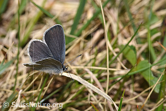 Foto: Zwerg-Bläuling (Cupido minimus). Flügel halb geöffnet. Ansicht von seitlich vorne oben.