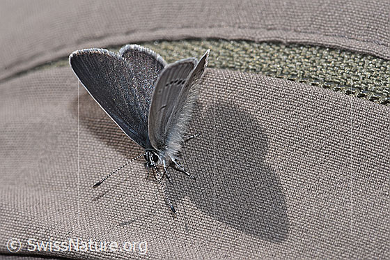 Foto: Zwerg-Bläuling (Cupido minimus). Flügel halb geschlossen. Ansicht von vorne oben.