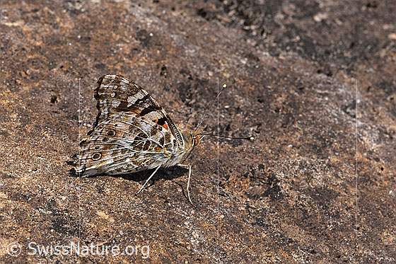 Foto: Distelfalter (Vanessa cardui). Flügel geschlossen. Ansicht von der Seite.