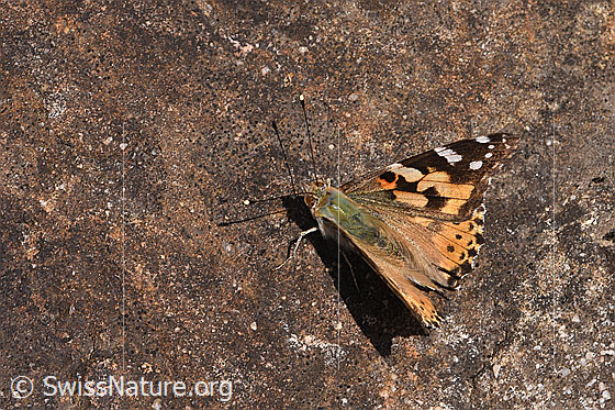Foto: Distelfalter (Vanessa cardui). Flügel halb geöffnet. Ansicht von seitlich oben.