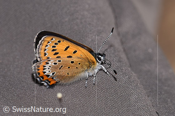 Photo: Lycaena helle. Wings closed. View from the side above.