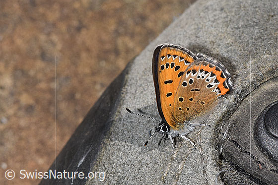 Foto: Blauschillernder Feuerfalter (Lycaena helle). Flügel geschlossen. Ansicht von seitlich vorne oben.