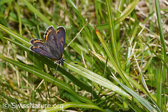 Foto: Blauschillernder Feuerfalter (Lycaena helle). Flügel halb geöffnet. Ansicht von seitlich oben.