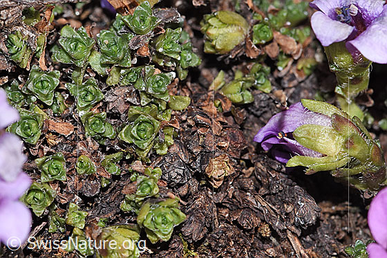 Photo: Saxifraga oppositifolia. Leaves.