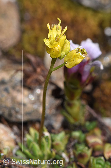Photo: Draba hoppeana. Stem and blossoms.