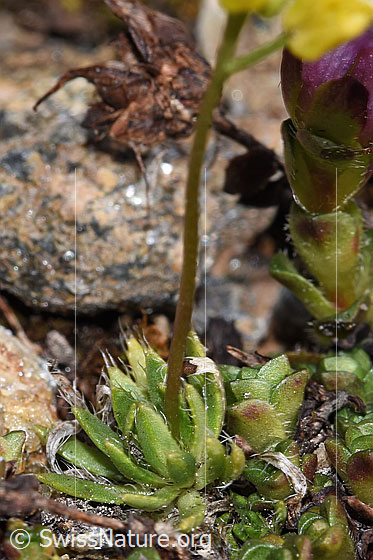 Photo: Draba hoppeana. Leaf rosettes.