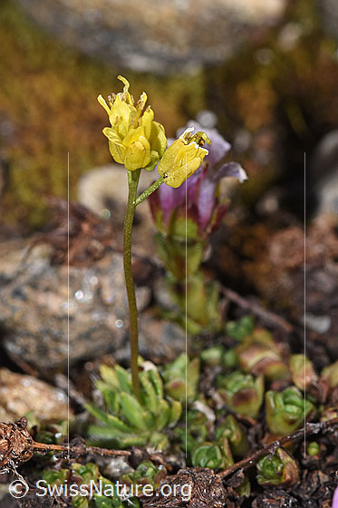 Photo: Draba hoppeana. Whole plant (habit). Height = 2.5cm.