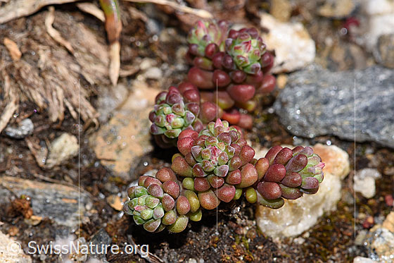 Photo: Sedum atratum. Whole plant (habit). Just before flowering. Height = 2.5cm.