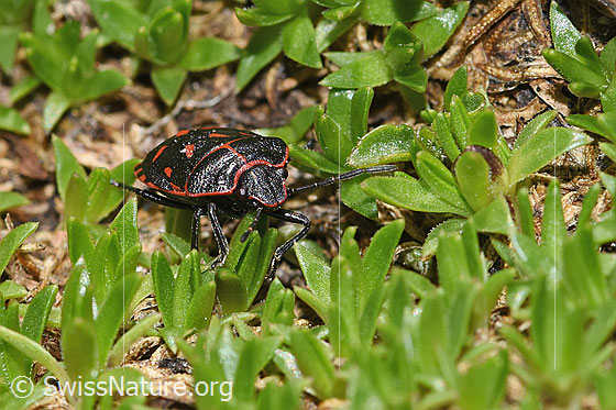 Photo: Eurydema rotundicollis. View from the front.