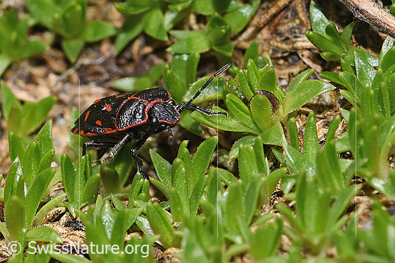 Photo: Eurydema rotundicollis. View diagonally from the front.