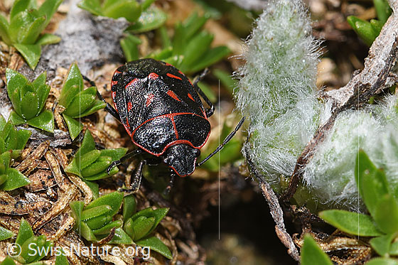 Photo: Eurydema rotundicollis. View from top front.
Lat.: Eurydema rotundicollis
Family: Pentatomidae