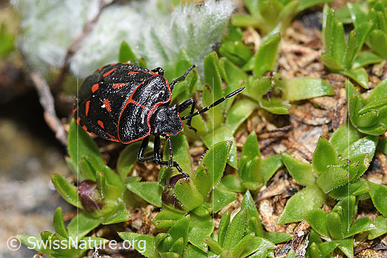 Photo: Eurydema rotundicollis. View from the front top side..
Lat.: Eurydema rotundicollis
Family: Pentatomidae