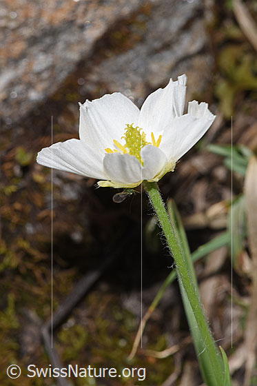 Photo: Ranunculus kuepferi. Blossom and stem.