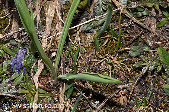 Photo: Ranunculus kuepferi. Leaves