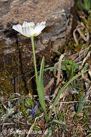 Photo: Ranunculus kuepferi. Whole plant (habit). Height = 8.5cm.