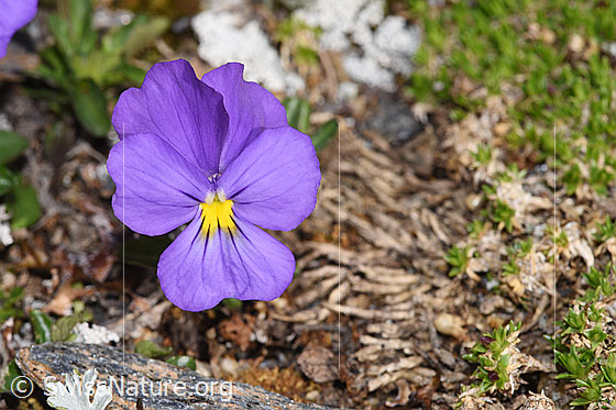 Photo: Viola calcarata. Blossom. Height of bloom = 38mm. View from the front.