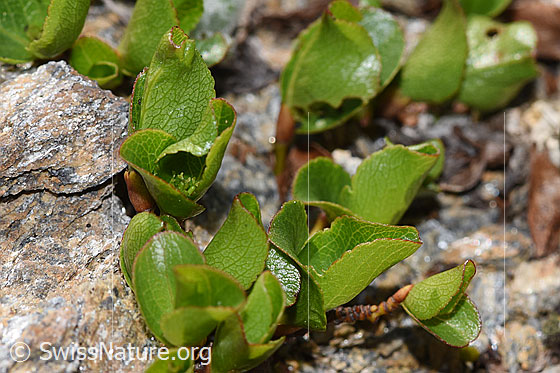 Photo: Salix herbacea. Fresh leaves that protect the growing flower.