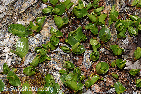 Photo: Salix herbacea. Fresh leaves growing scattered.