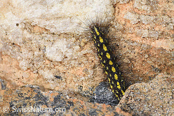 Photo: Setina aurita. Length approx. 18mm. View from above.