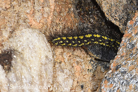 Photo: Setina aurita. View from above.