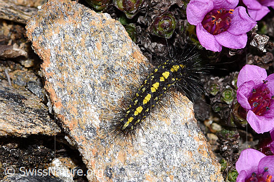 Photo: Setina aurita. The long hair is clearly visible. View from above.