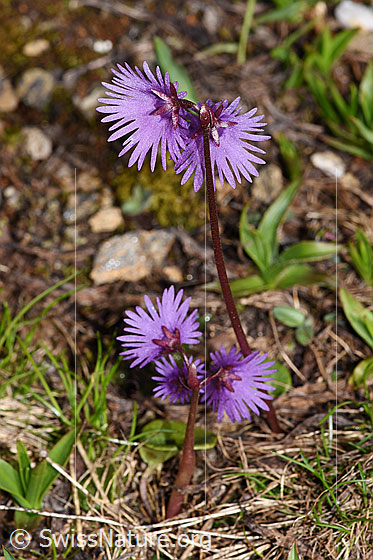 Photo: Soldanella alpina. Whole plant (habit). Height = 9cm.