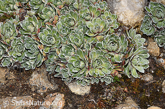 Photo: Saxifraga paniculata. Leaf rosettes.