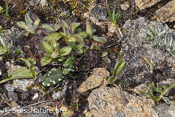 Photo: Cicindela gallica. View from diagonally above.