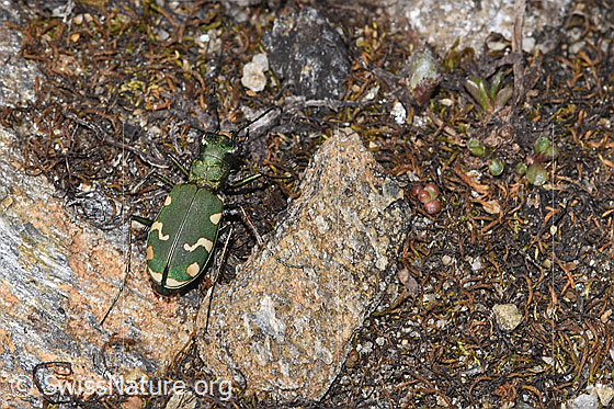 Photo: Cicindela gallica. View from above.