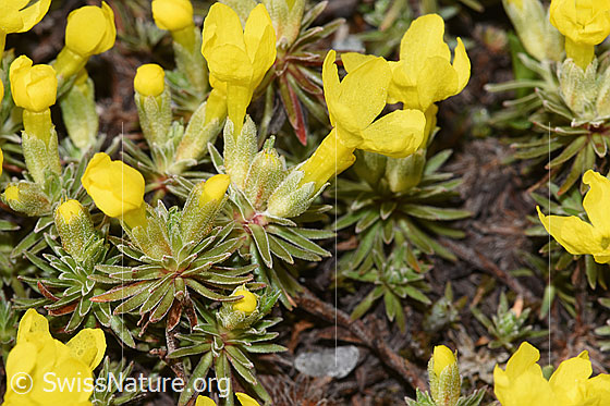 Photo: Androsace vitaliana. Flowers and leaf rosettes.