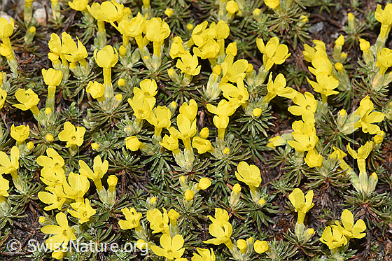 Photo: Androsace vitaliana. Blossoms and leaves.