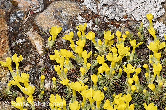 Photo: Androsace vitaliana. Blossoms and leaves.