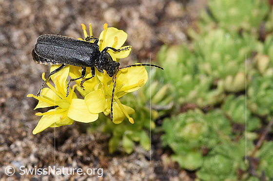 Photo: Cantharis tristis on Draba hoppeana. Length 10mm. View from above.