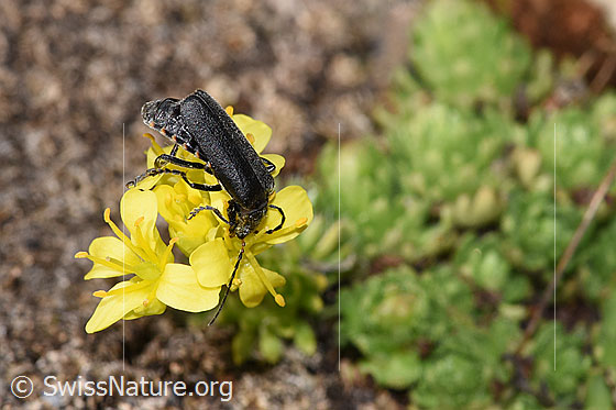 Photo: Cantharis tristis on Draba hoppeana. Length 10mm. View from diagonally above.