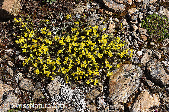 Photo: Androsace vitaliana. Whole plant (habit).