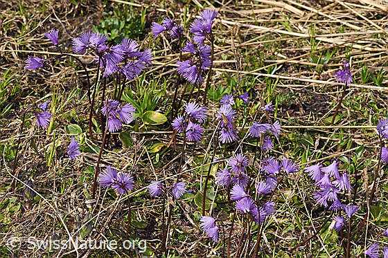 Photo: Soldanella alpina. Several specimens.