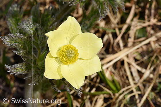Photo: Pulsatilla alpina ssp. Apiifolia. Blossom. Diameter = ca. 5cm.